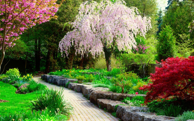 Обои картинки фото природа, парк, весна, цветущие, деревья