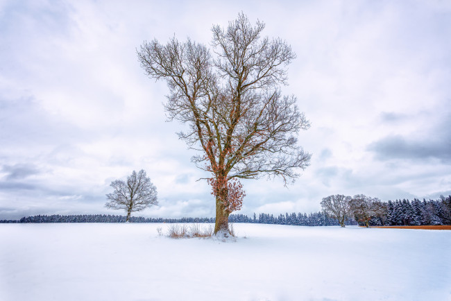 Обои картинки фото природа, деревья, дерево, снег, поле, зима, лес, небо