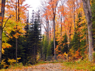 Картинка природа лес деревья осень листопад