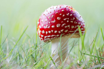 Картинка природа грибы +мухомор грибок