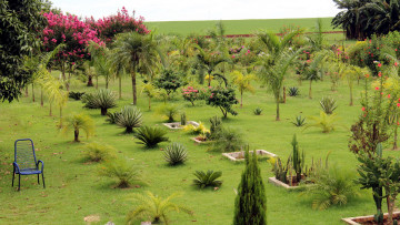 Картинка природа парк кактусы пальмы