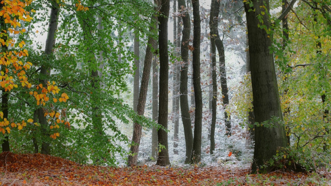 Обои картинки фото природа, лес, заморозки
