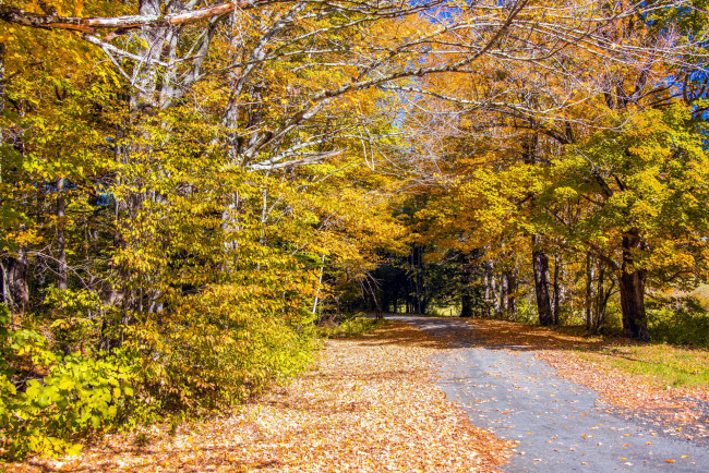 Обои картинки фото природа, дороги, листопад, дорога, осень