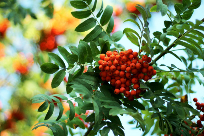 Обои картинки фото природа, Ягоды,  рябина, осень, рябина, ягоды