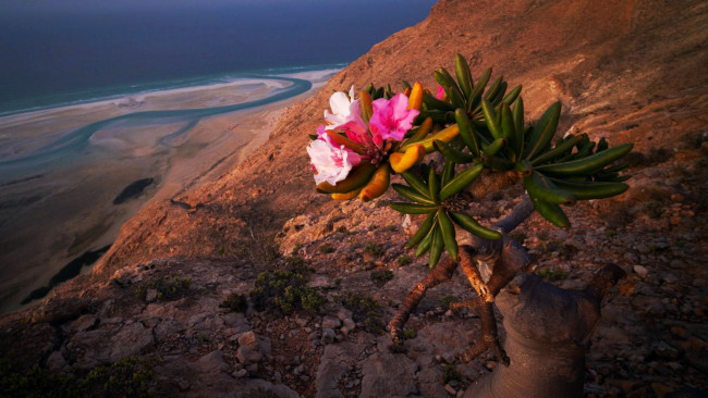 Обои картинки фото a flowering bottle tree, yemen, socotra island, природа, деревья, a, flowering, bottle, tree, socotra, island