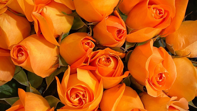 Обои картинки фото цветы, розы, персиковые, бутоны, много