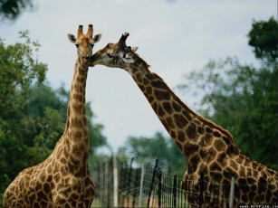 обоя жирафы, животные