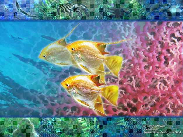 Обои картинки фото животные, рыбы
