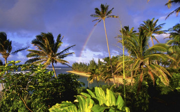 Картинка природа тропики