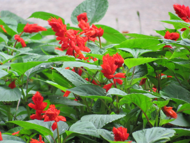 Обои картинки фото сальвия, цветы, красные, капля, дождя