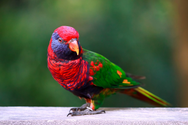 Обои картинки фото животные, попугаи, разноцветный, яркий