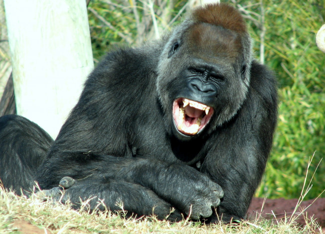 Обои картинки фото животные, обезьяны, зубы, горилла