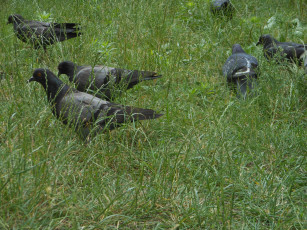 Картинка животные голуби трава