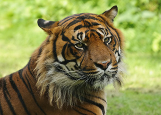 Картинка животные тигры хищник усы мило взгляд тигр