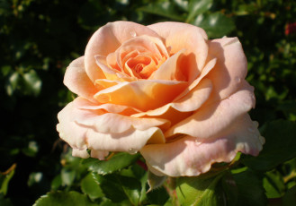 Картинка цветы розы кремовый лепестки капли