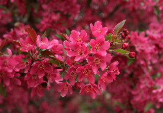 Картинка цветы цветущие деревья кустарники цветение весна красный