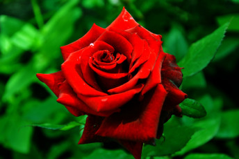 Картинка цветы розы красный яркий страсть
