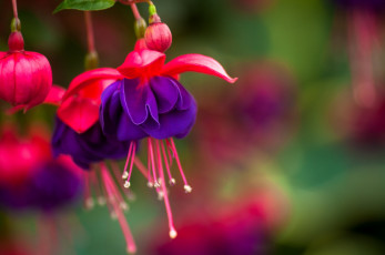 Картинка цветы фуксия малиновый фиолетовый