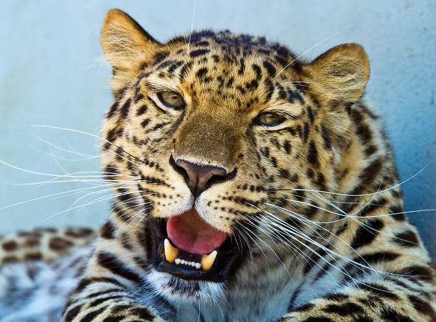 Обои картинки фото животные, леопарды, леопард, морда, взгляд, усы, пятнистый, довольный