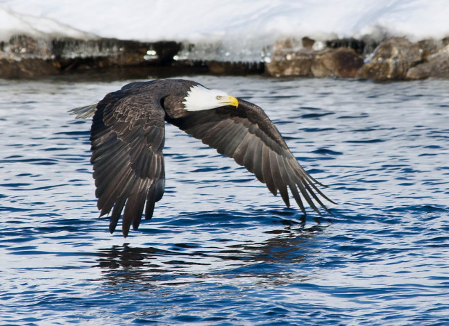Обои картинки фото животные, птицы, хищники, полет, крылья, вода, орлан
