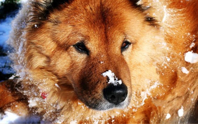 Обои картинки фото snow, dog, животные, собаки, снег, пес, морда