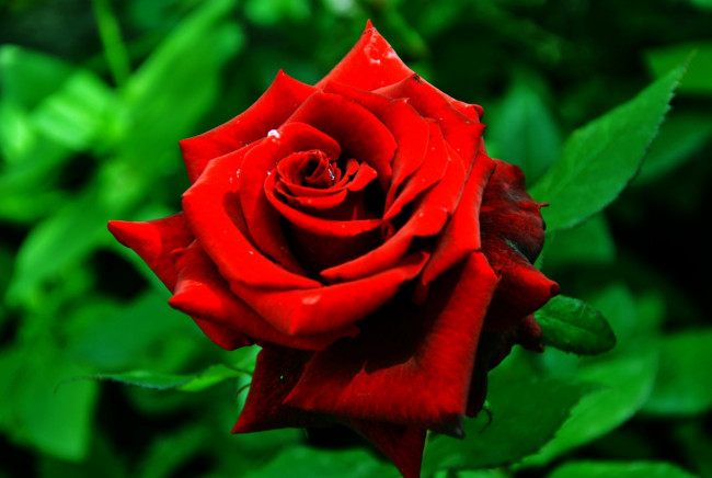 Обои картинки фото цветы, розы, красный, яркий, страсть