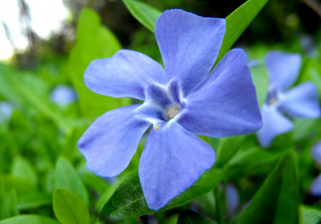 Обои картинки фото цветы, барвинок, голубой