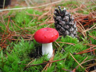 Картинка природа грибы трава шишка