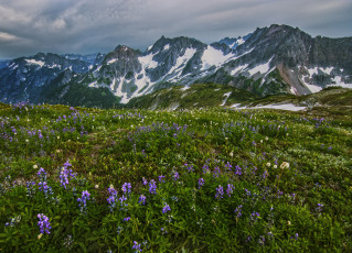 Картинка природа луга цветы трава долина горы