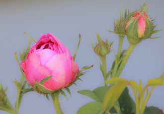 Картинка цветы розы макро бутоны роза