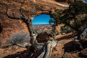 Картинка природа горы дерево корявое окно скала