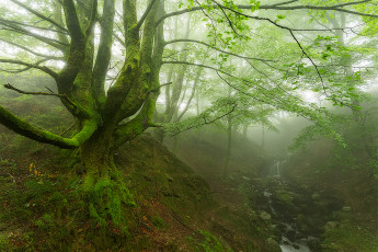 Картинка природа лес овраг ручей туман деревья мох