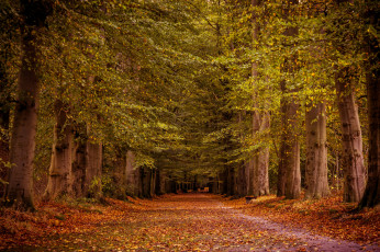 Картинка природа дороги лес тропинка осень листва