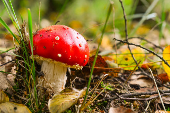 Картинка природа грибы +мухомор трава мухомор гриб