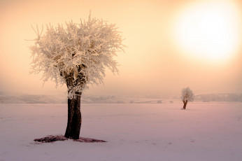 Картинка природа зима дерево восход снег утро