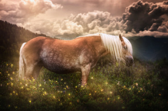 Картинка животные лошади небо луг грива лошадь