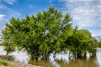 Картинка природа деревья кроны река