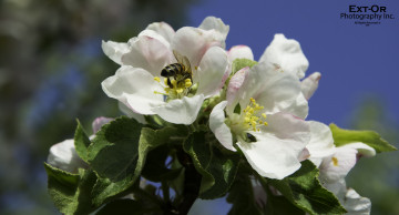 Картинка цветы цветущие+деревья+ +кустарники яблоня цветение пчела весна макро