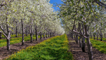 Картинка природа деревья сад яблони