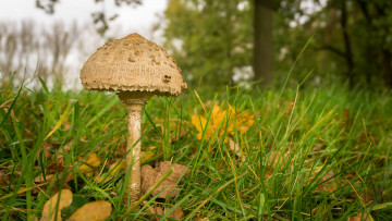 Картинка природа грибы грибок полянка