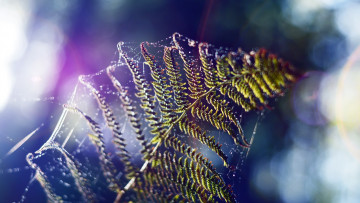 Картинка природа макро папоротник паутинка паутина лист фокус