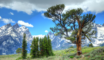 Картинка природа деревья долина горы