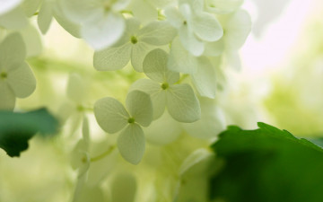 Картинка цветы гортензия белая макро листья