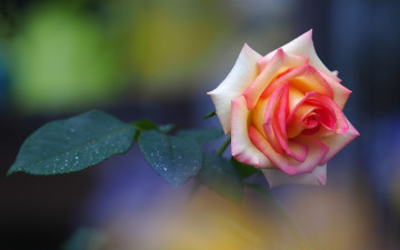 Картинка цветы розы бутон роза листочки