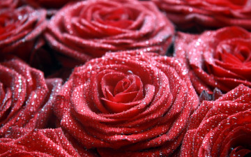 Картинка цветы розы красное макро роса капля
