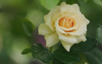 Картинка цветы розы роза макро лепестки бутон