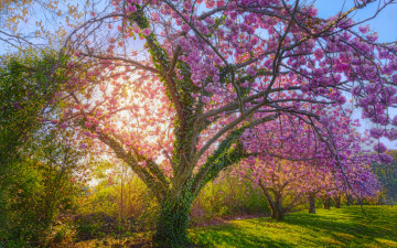 Картинка природа деревья солнце цветки весна зелень листья вьюн трава цветут сад