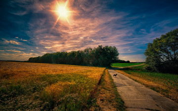 Картинка природа дороги облака трава небо восход дорога утро собака