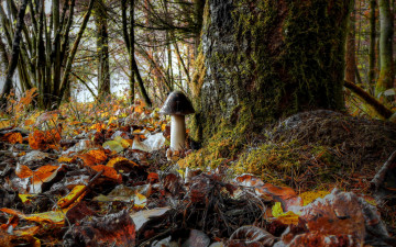 Картинка природа грибы листья лес