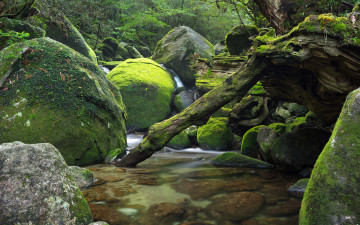 Картинка природа реки озера japan река камни поток деревья лес Япония